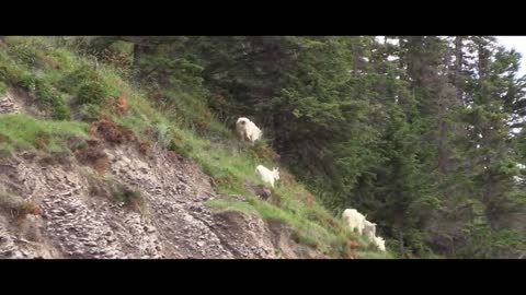 MOUNTAIN GOATS - These Creatures Don’t Care About The Laws Of Physics Despite Their Hooves4