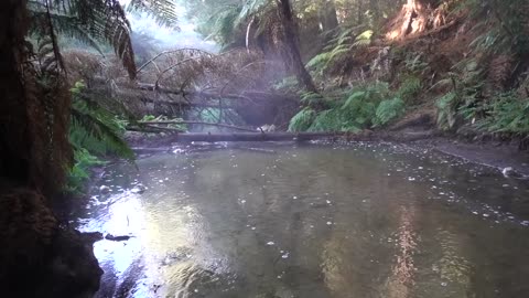 The brain-eating amoebas of Kerosene Creek