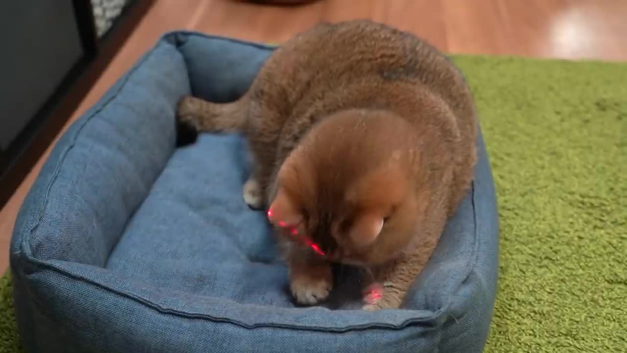 What is something interesting about watermelon