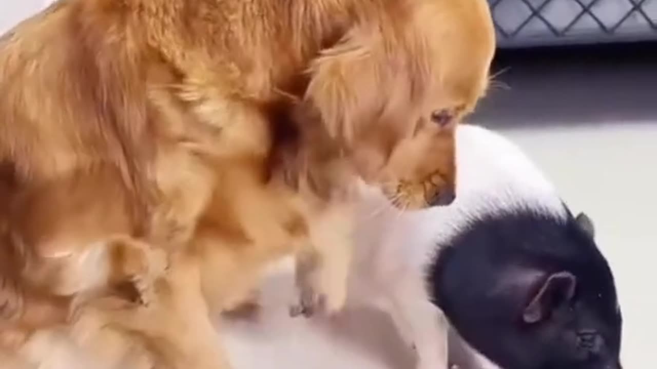 cute dog and cat short video