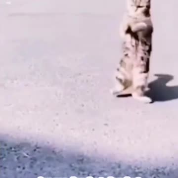 Crossing The Road While Standing Striped Kitten Version