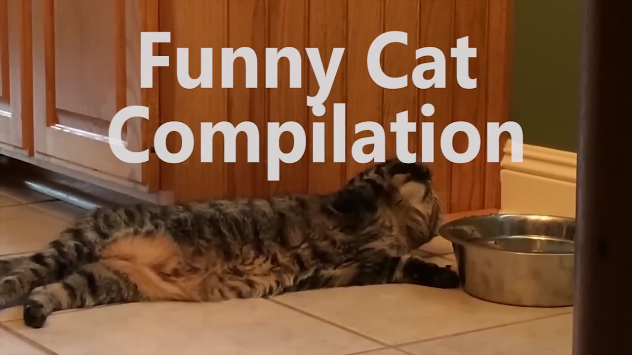 Funniest Cat Videos Compilation in 2 Minute