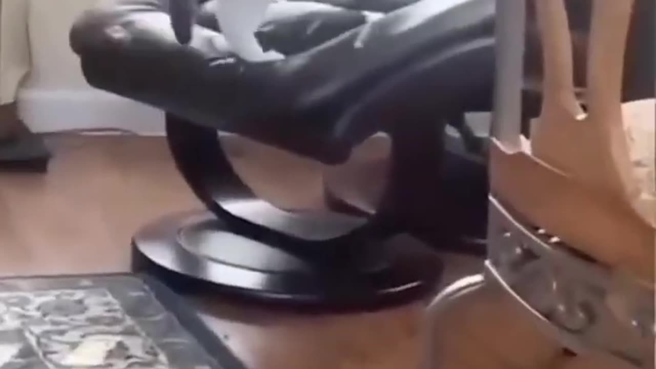 Funny cats compilation episode 12