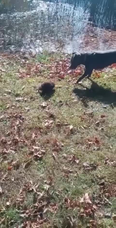 Pitbull 1 V 1 Muskrat