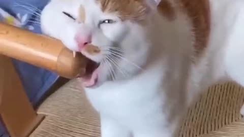 Cute cats video