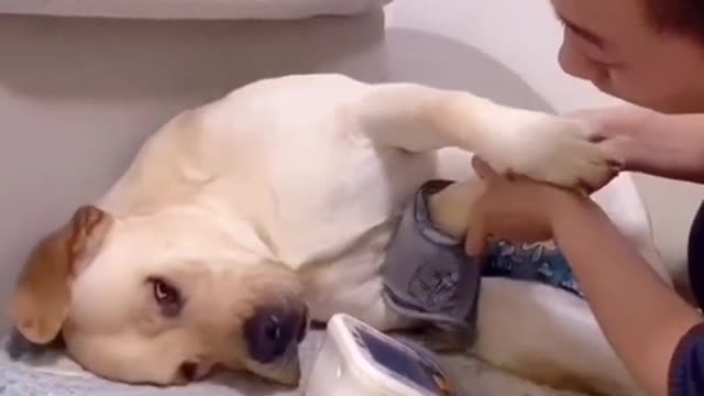 Super Funny Dog Pretending To Be ill