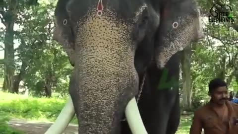 Keezhoottu Viswanathan . .