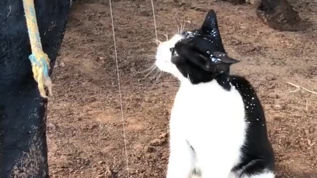 Cat Drinks Milk Straight From the Udder