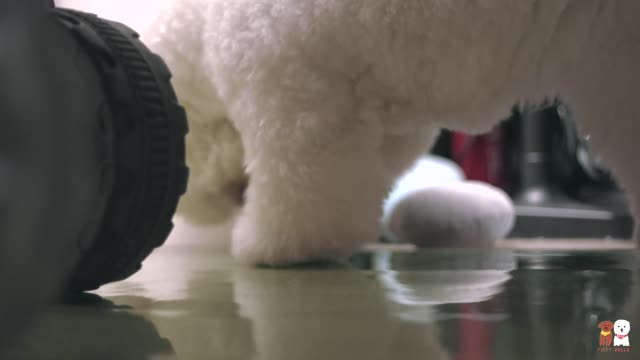 Little bear often plays like this by himself