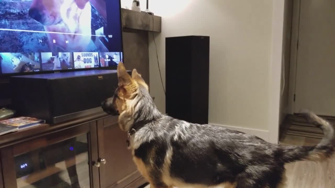 German Shepherd Howling Challenge!