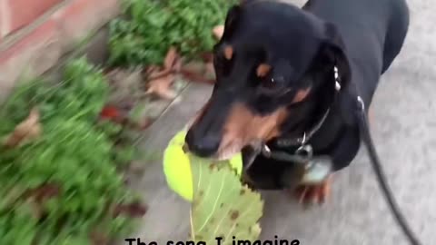 every time he has to bring something back,this time is leaves