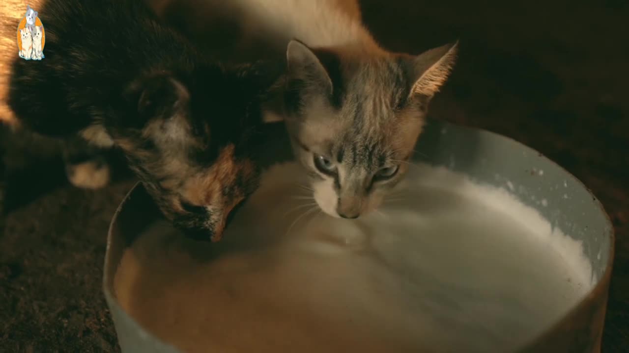 cute cat family