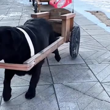 Funny dogs🐕🐕 and funny video| #dog