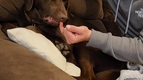 Dog Is A Great Manicure Assistant