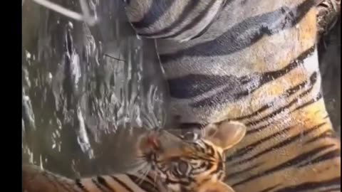 Tigers are swimming,