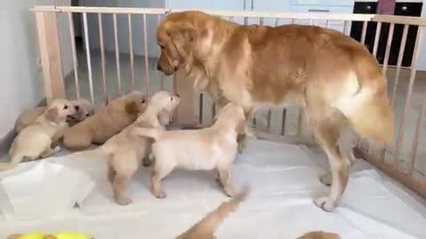 Golden Retriever Dad Meets His 11 Puppies