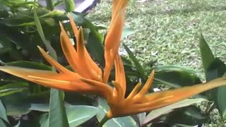 Orange parrot heliconia plant in the park, different and very beautiful! [Nature & Animals]