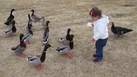 Baby Quinn feeding ducks at the park