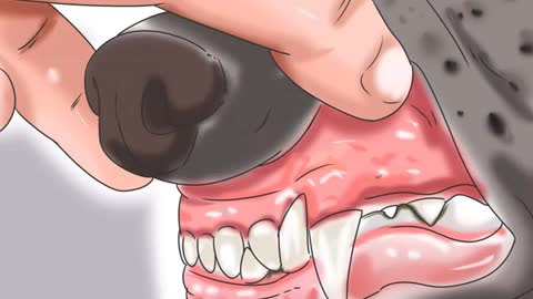 How to tell if your dog has Parvo