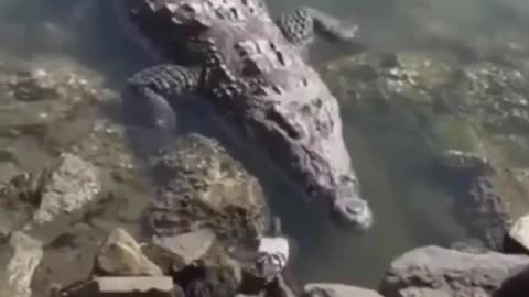 Crocodile 🐊 catching fish