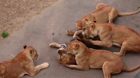 The male lion was beaten up by the lioness