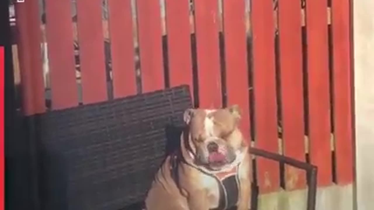 Funny dogs