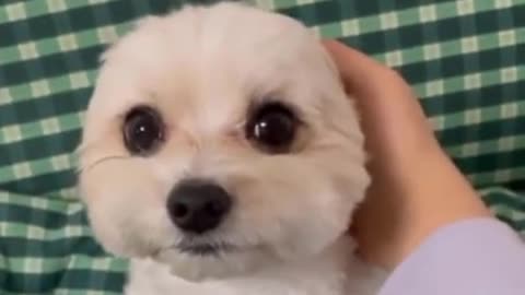 LOOK AT THE SIZE OF THE EARS 😂😂😂