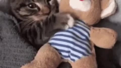 Cute Cat Gif