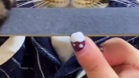 cross-eyed cat