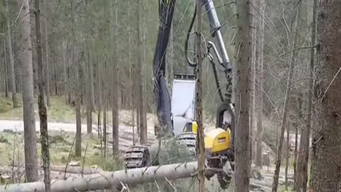 Timber harvesting