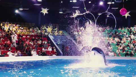 Dolphin Show Dubai @ Dubai Dolphinarium