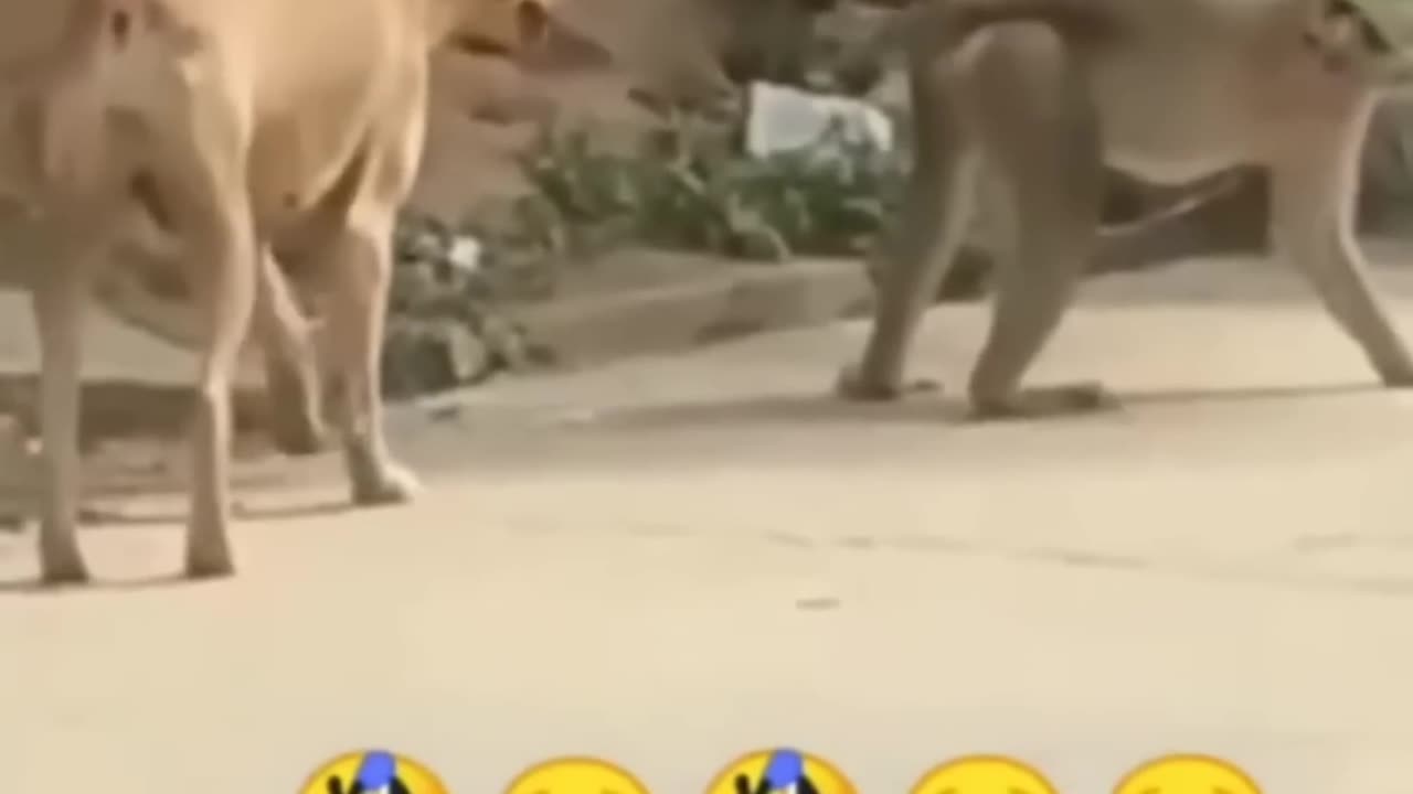 Funny animal