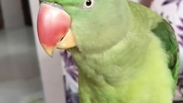 Funny And Cute Parrots