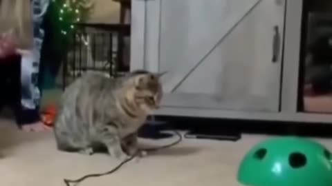 Cat funny video 🤣🤣🤣🤣