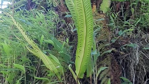 An episode of leaf species from village life / chapter 3