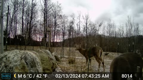 Deer - Heads Up