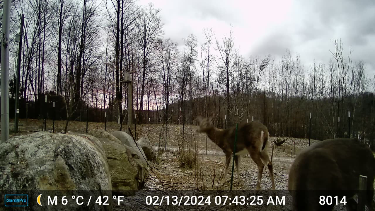 Deer - Heads Up