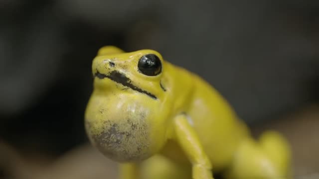 The Most Toxic Frog Has a Beautiful Singing Voice 🐸 Into the Wild Colombia - Smithsonian Channel