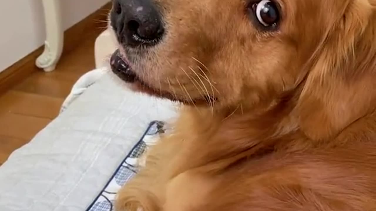 Nice my pet