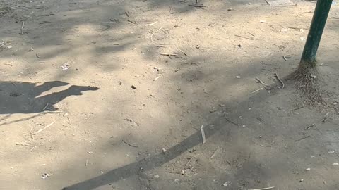 Playing In Garden
