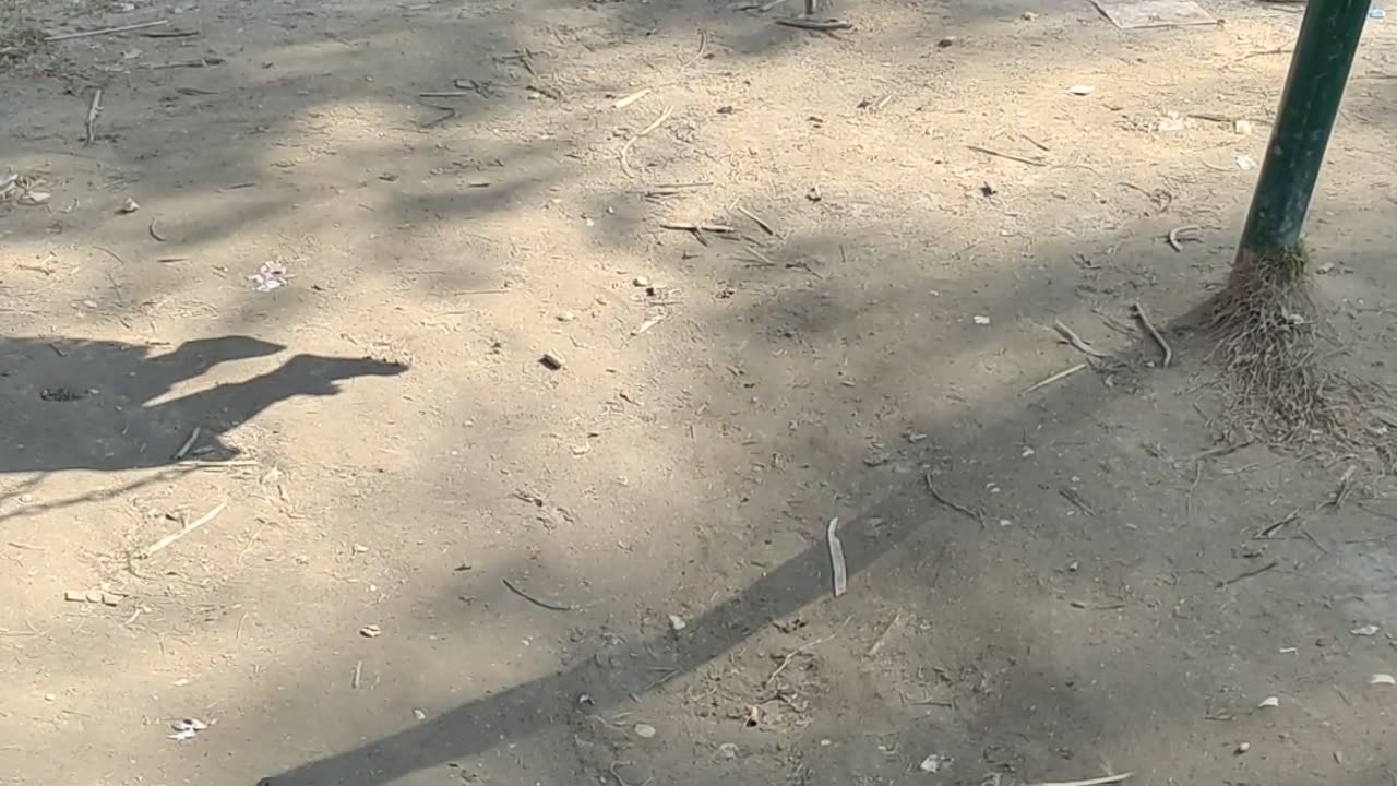 Playing In Garden