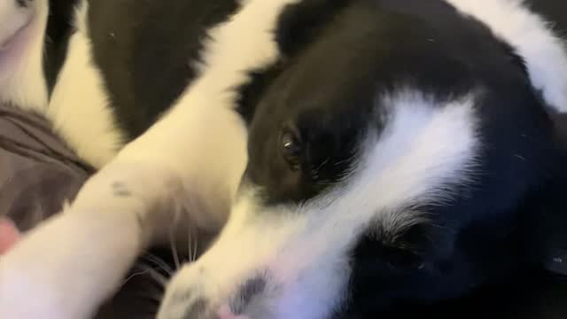 Border Collie Insists on More Pets