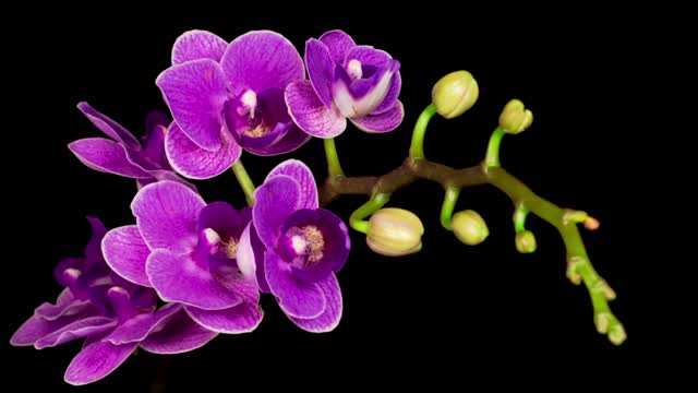 Blooming purple orchid phalaenopsis flower 2