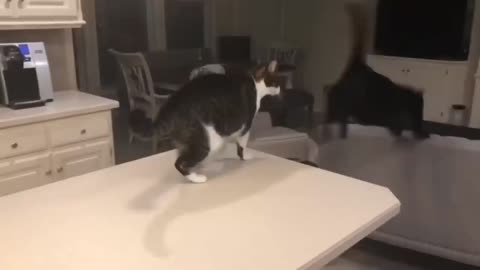 Funny cats Arguing cats talking To Each other Compilation