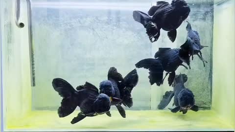 Wow super beautiful goldfish in tank-13