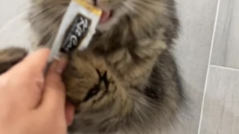 Cute and funny cat video.
