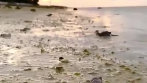 Never, Ever Give Up #shorts #viral #shortsvideo #video