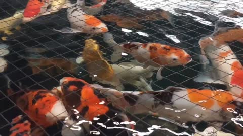 Amazing koi carp