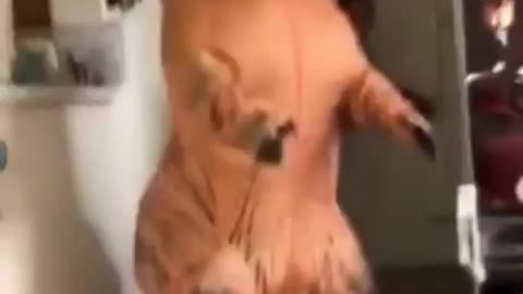 Dog and trex suit