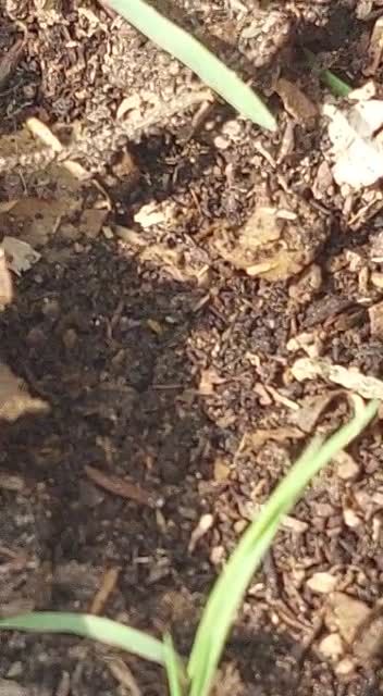 Hojas secas de arbol